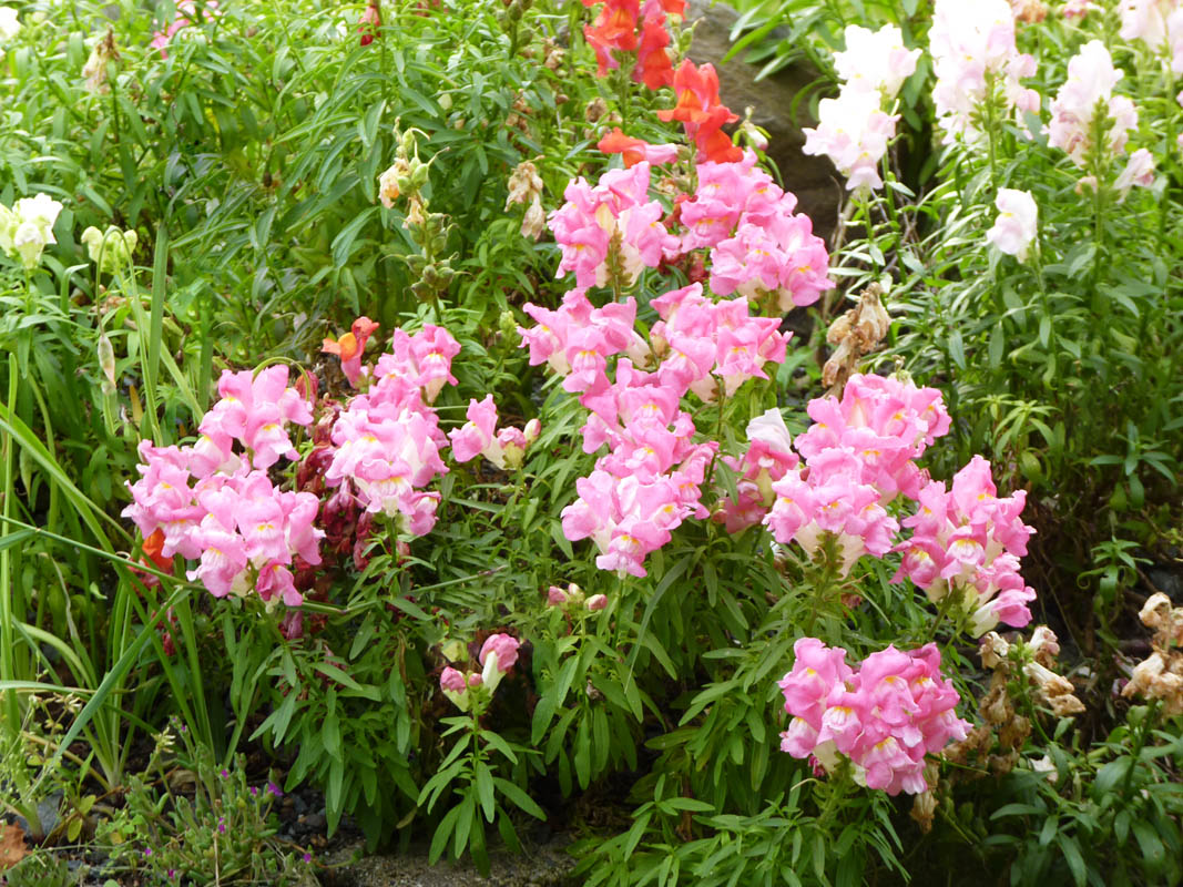Antirrhinum majus